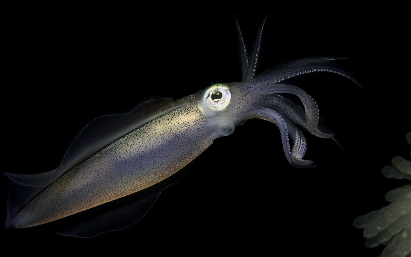 Under the Sea 3D 海底世界3D 高清壁紙 #11 - 1440x900