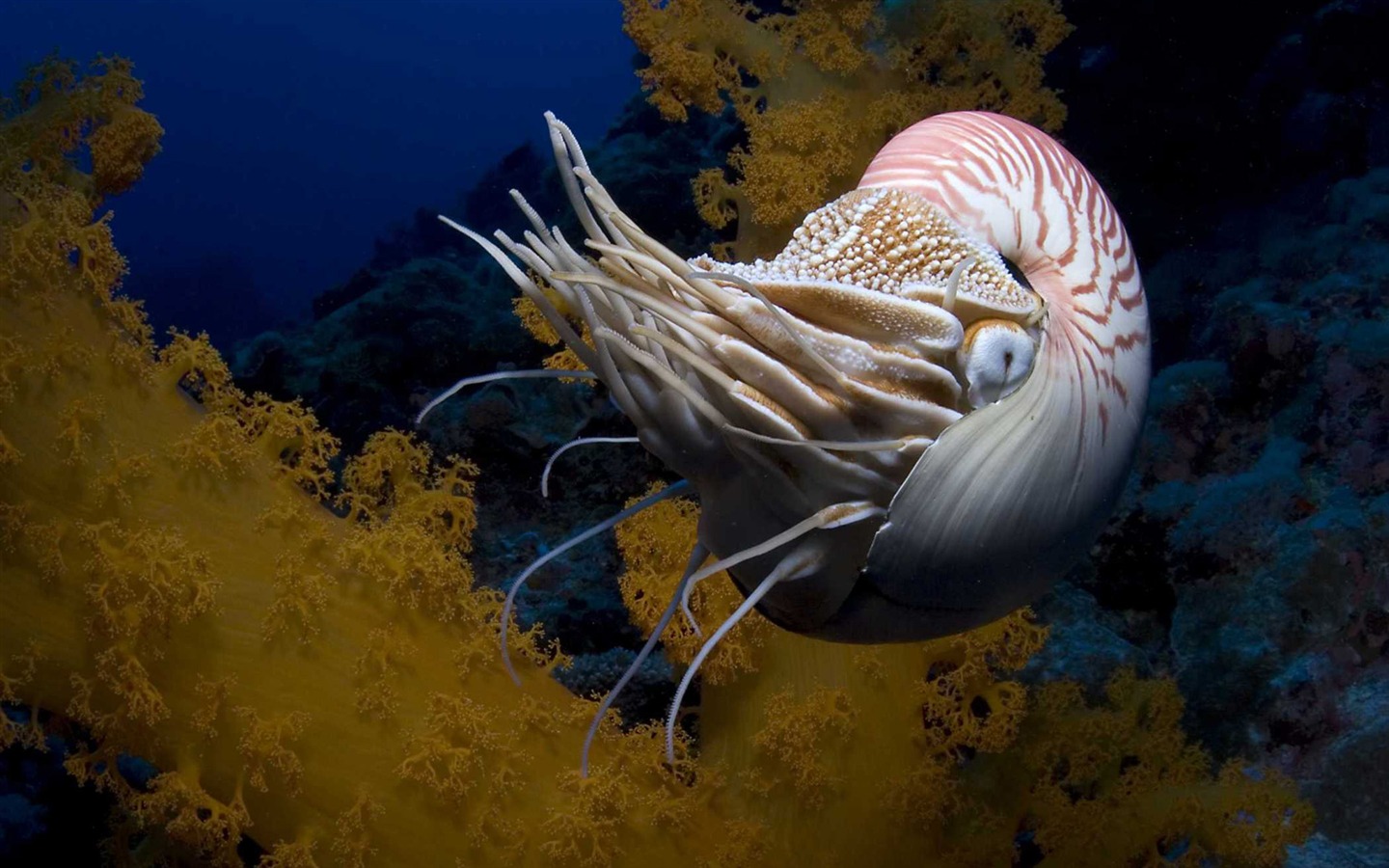 Under the Sea 3D 海底世界3D 高清壁紙 #23 - 1440x900