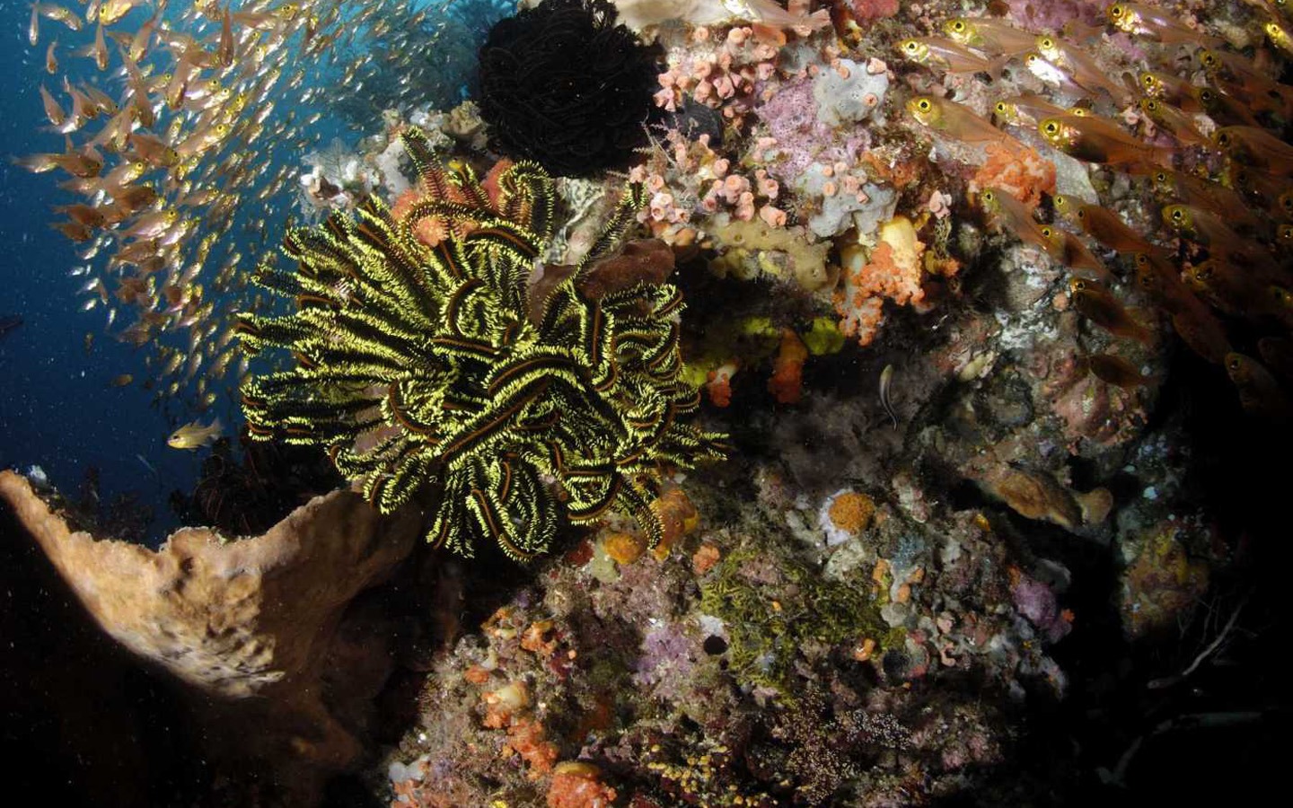 Under the Sea 3D 海底世界3D 高清壁紙 #29 - 1440x900