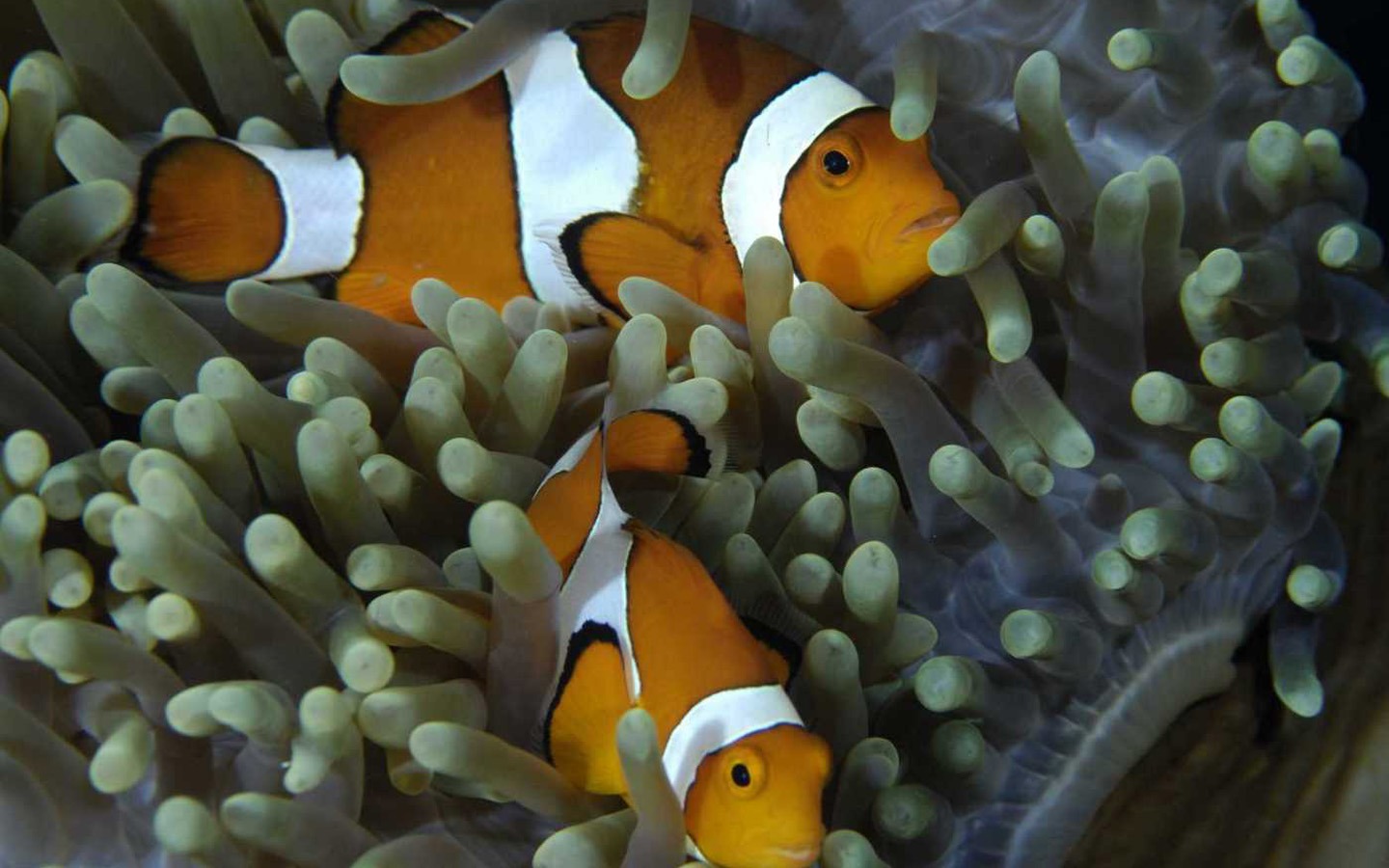 Under the Sea 3D 海底世界3D 高清壁紙 #31 - 1440x900