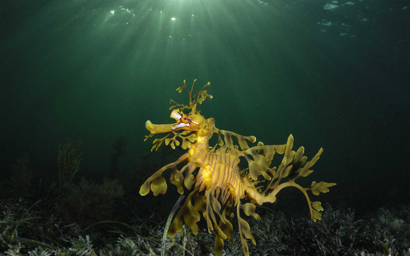 Under the Sea 3D 海底世界3D 高清壁紙 #34 - 1440x900