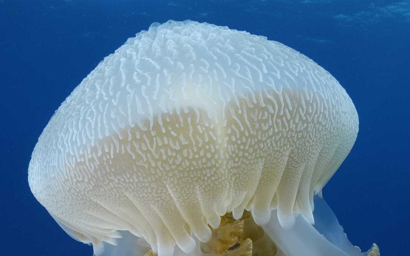 Under the Sea 3D 海底世界3D 高清壁紙 #41 - 1440x900