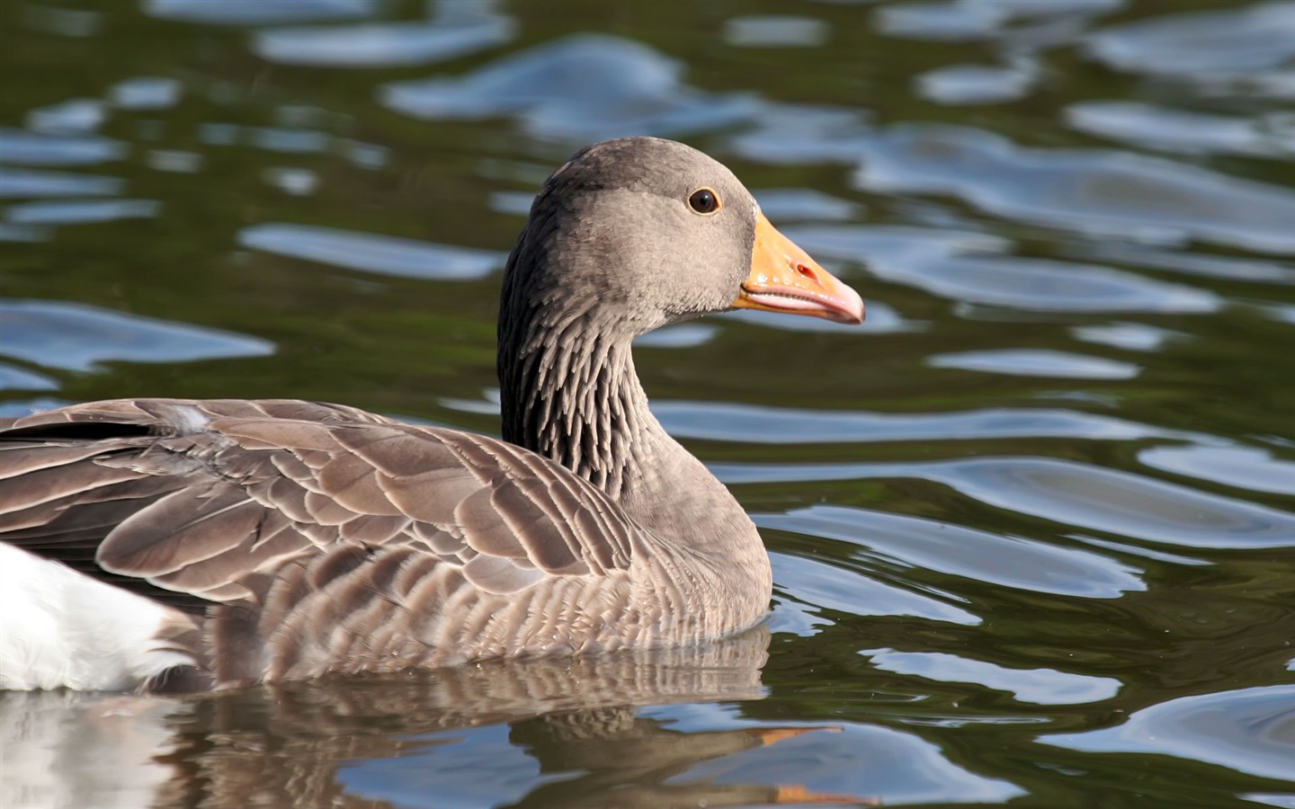 Animal Widescreen Wallpapers Collection (19) #8 - 1440x900