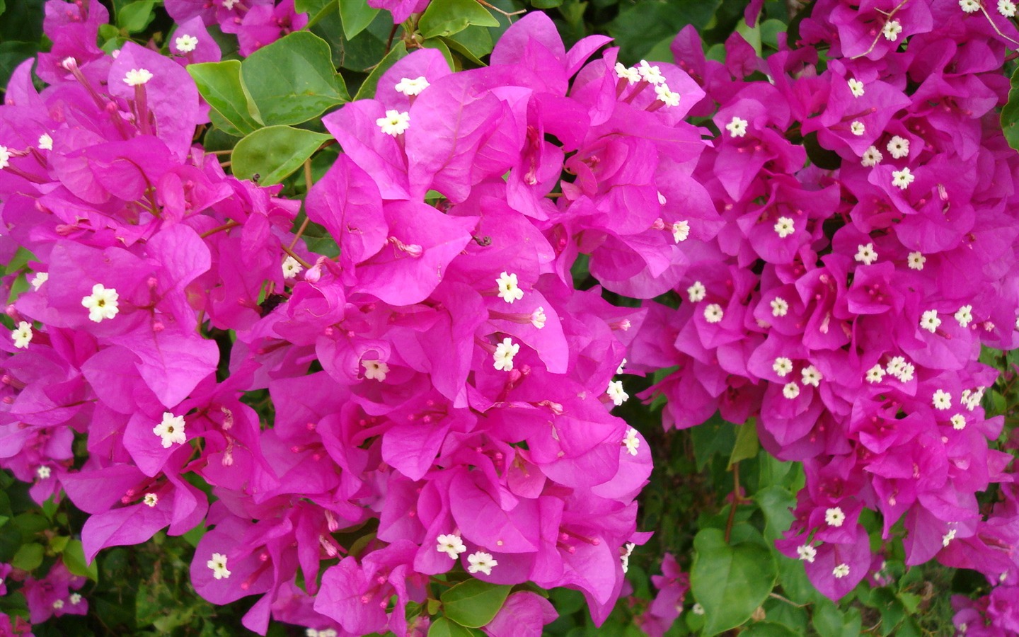 fleurs fond d'écran Widescreen close-up (19) #4 - 1440x900