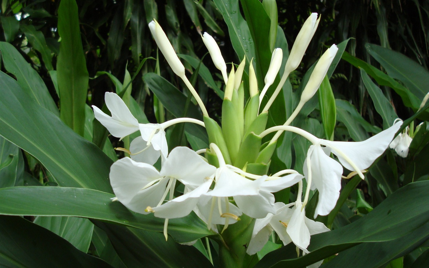 fleurs fond d'écran Widescreen close-up (19) #20 - 1440x900