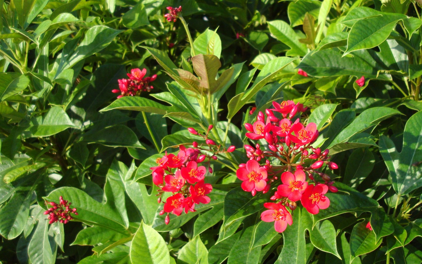 宽屏鲜花特写 壁纸(20)9 - 1440x900