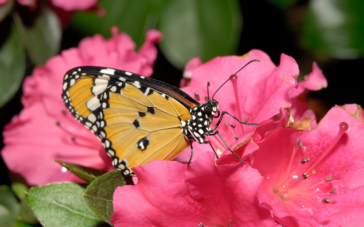 Widescreen wallpaper flowers close-up (21) #7 - 1440x900