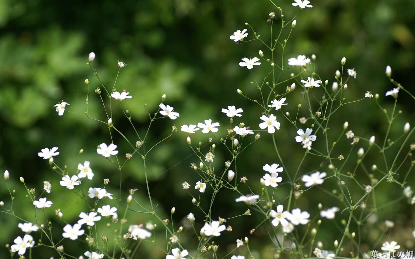 Widescreen wallpaper flowers close-up (21) #13 - 1440x900