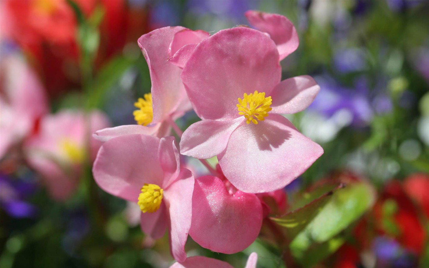 fleurs fond d'écran Widescreen close-up (21) #17 - 1440x900