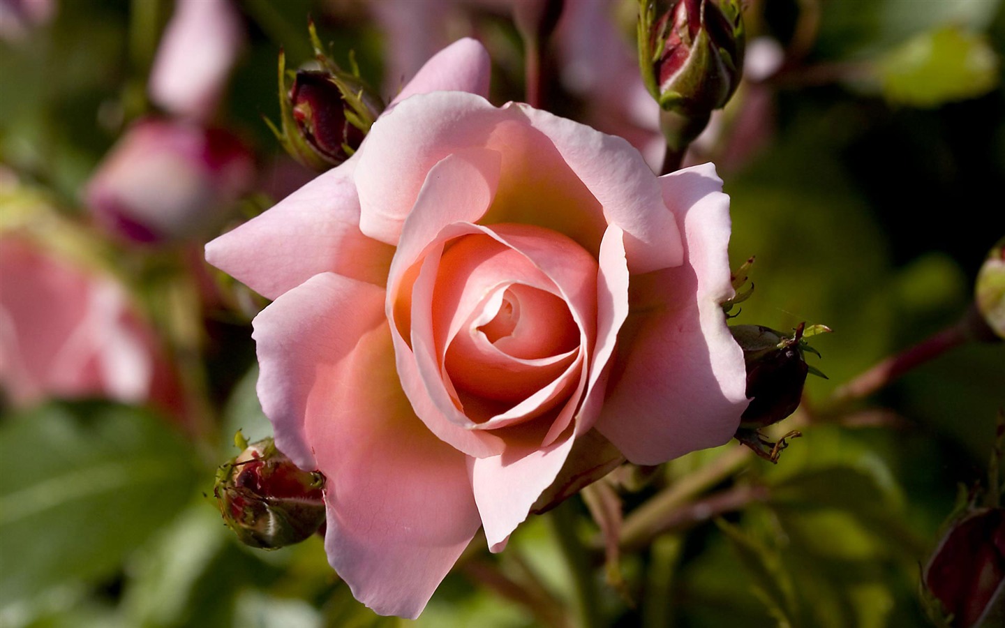 fleurs fond d'écran Widescreen close-up (21) #19 - 1440x900