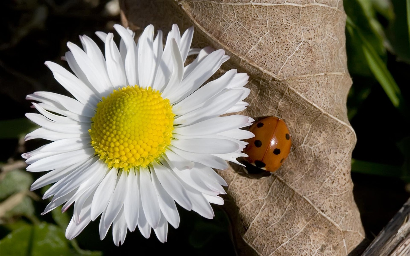 Widescreen-Wallpaper Blumen close-up (22) #7 - 1440x900