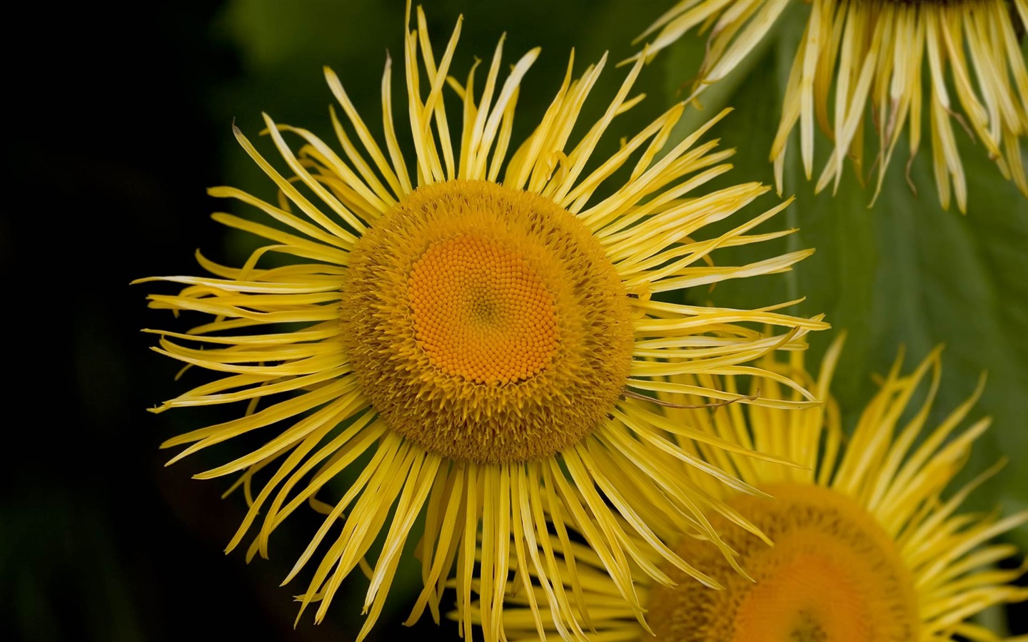 寬屏鮮花特寫 壁紙(22) #12 - 1440x900