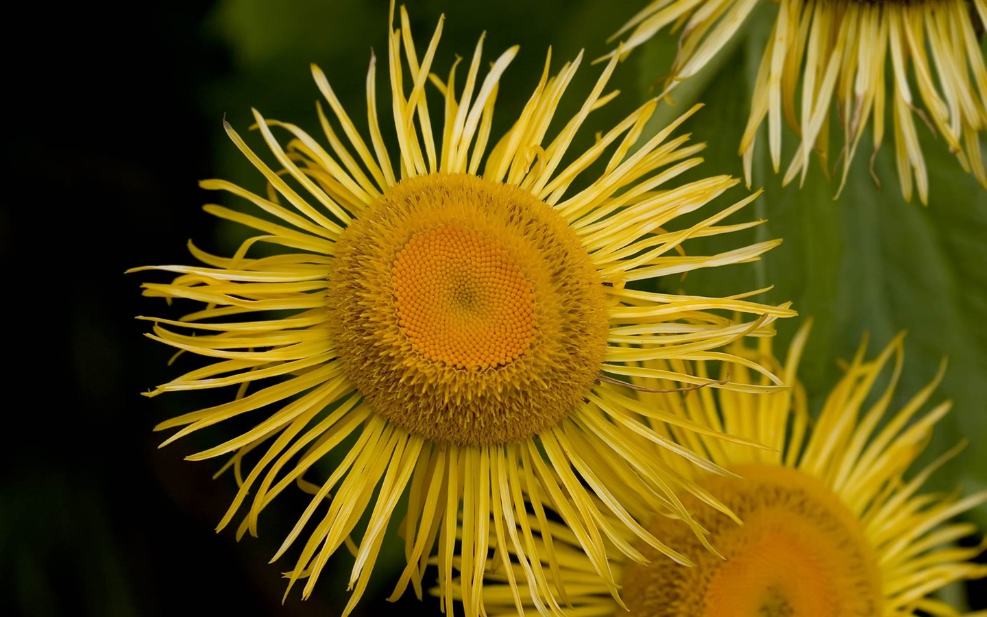 fondos de escritorio de flores con pantalla ancha de cerca (22) #12 - 1440x900