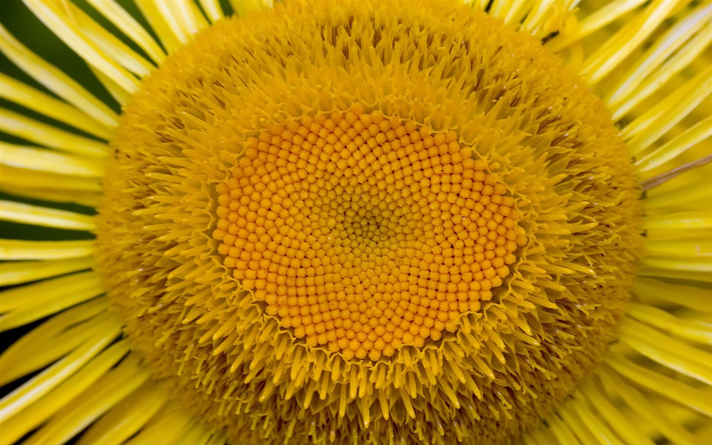 寬屏鮮花特寫 壁紙(22) #13 - 1440x900