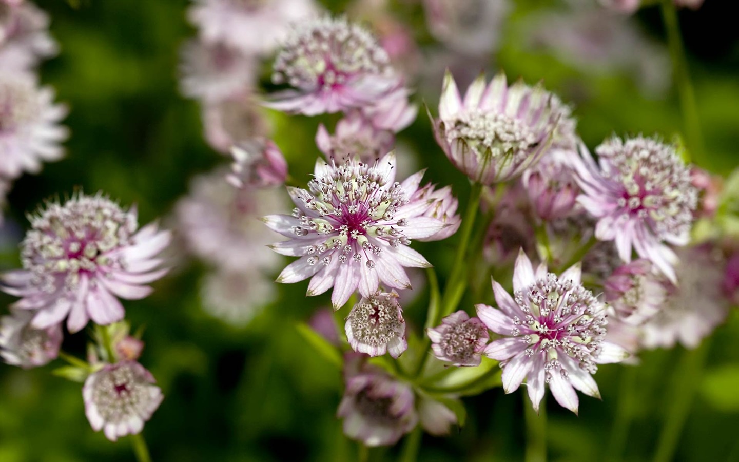 fondos de escritorio de flores con pantalla ancha de cerca (22) #14 - 1440x900