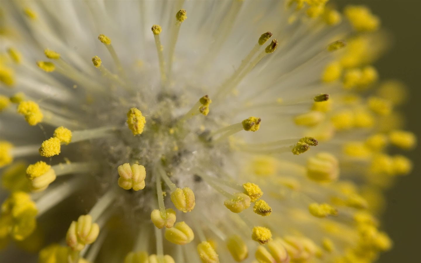 寬屏鮮花特寫 壁紙(22) #17 - 1440x900