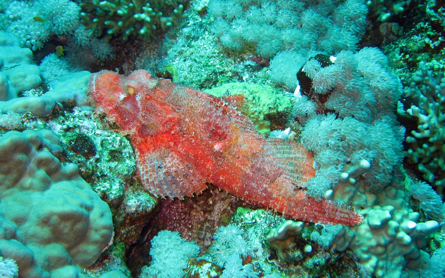 Fun Underwater World (4) #14 - 1440x900