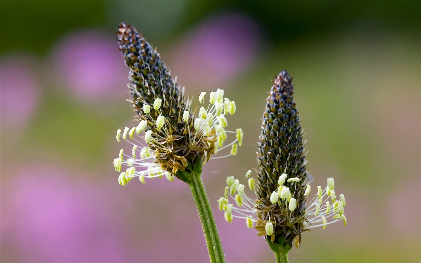 Widescreen wallpaper flowers close-up (23) #10 - 1440x900