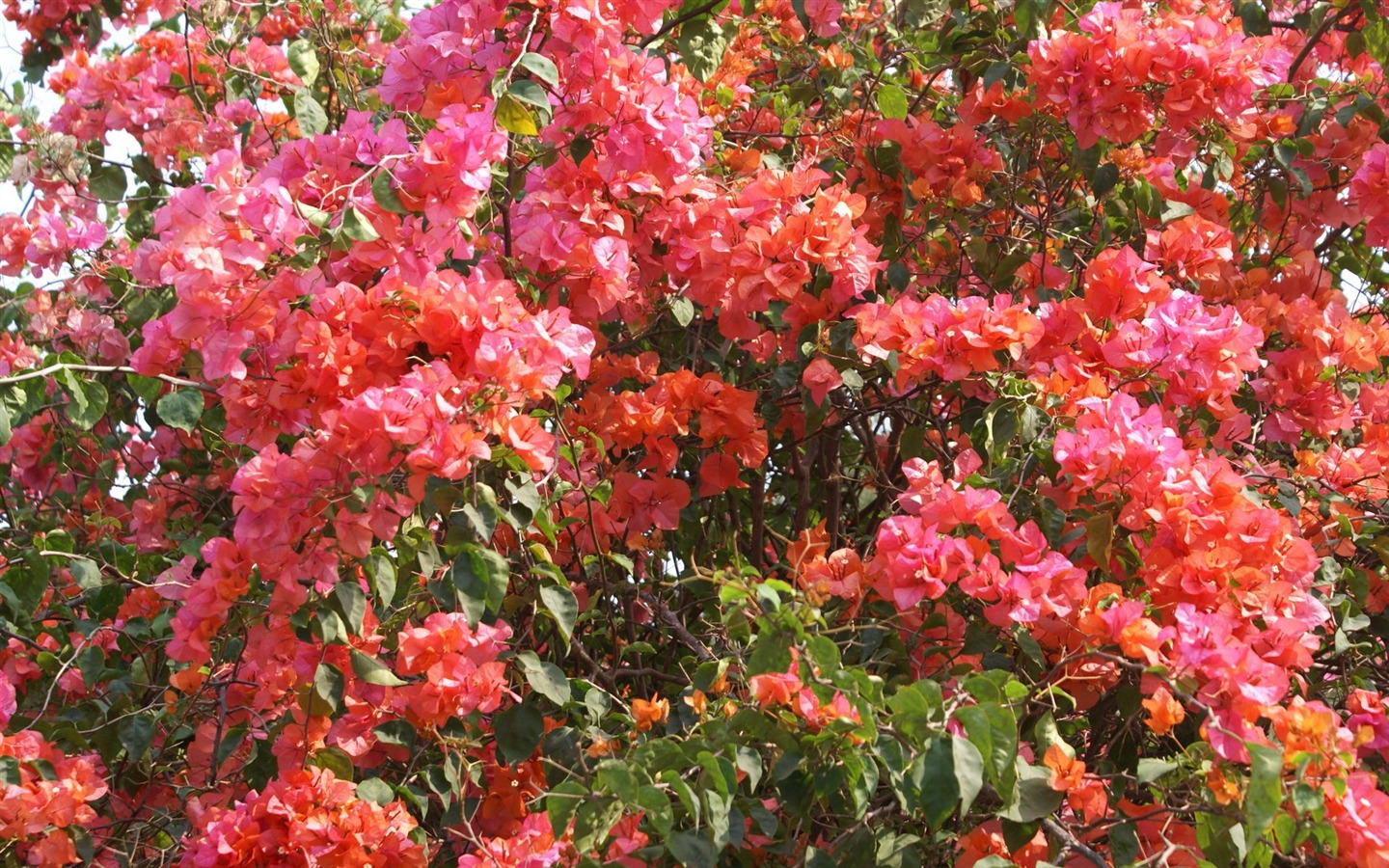 fleurs fond d'écran Widescreen close-up (24) #13 - 1440x900