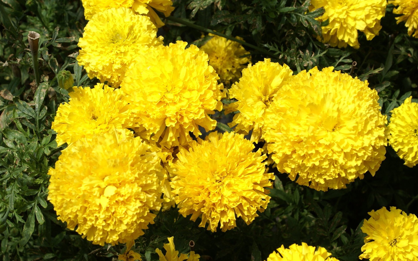 fleurs fond d'écran Widescreen close-up (25) #2 - 1440x900