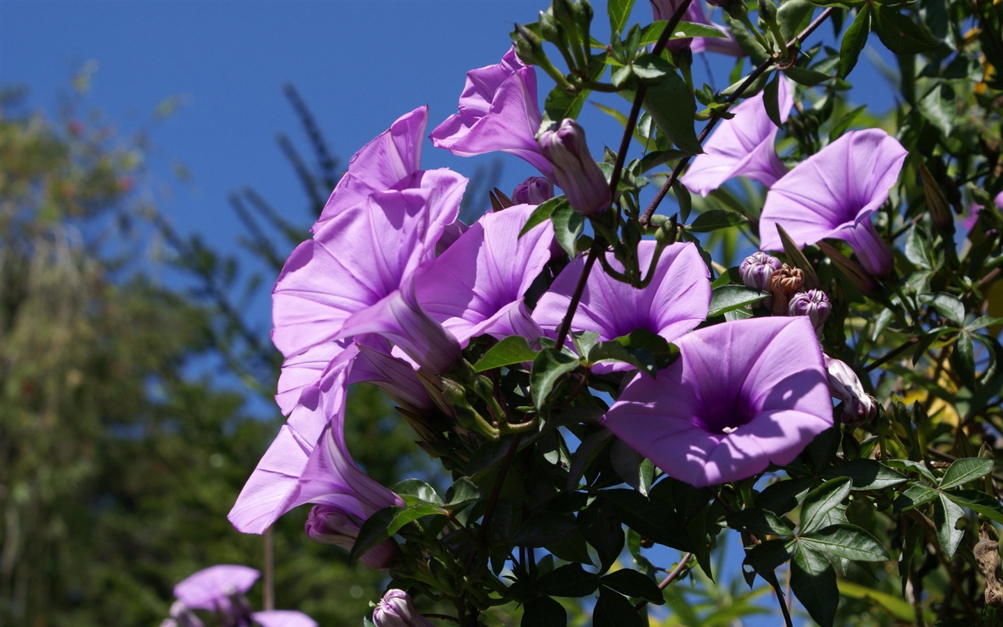 fleurs fond d'écran Widescreen close-up (25) #16 - 1440x900