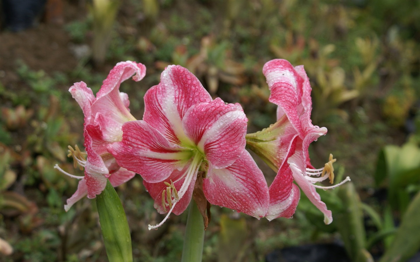 宽屏鲜花特写 壁纸(25)19 - 1440x900