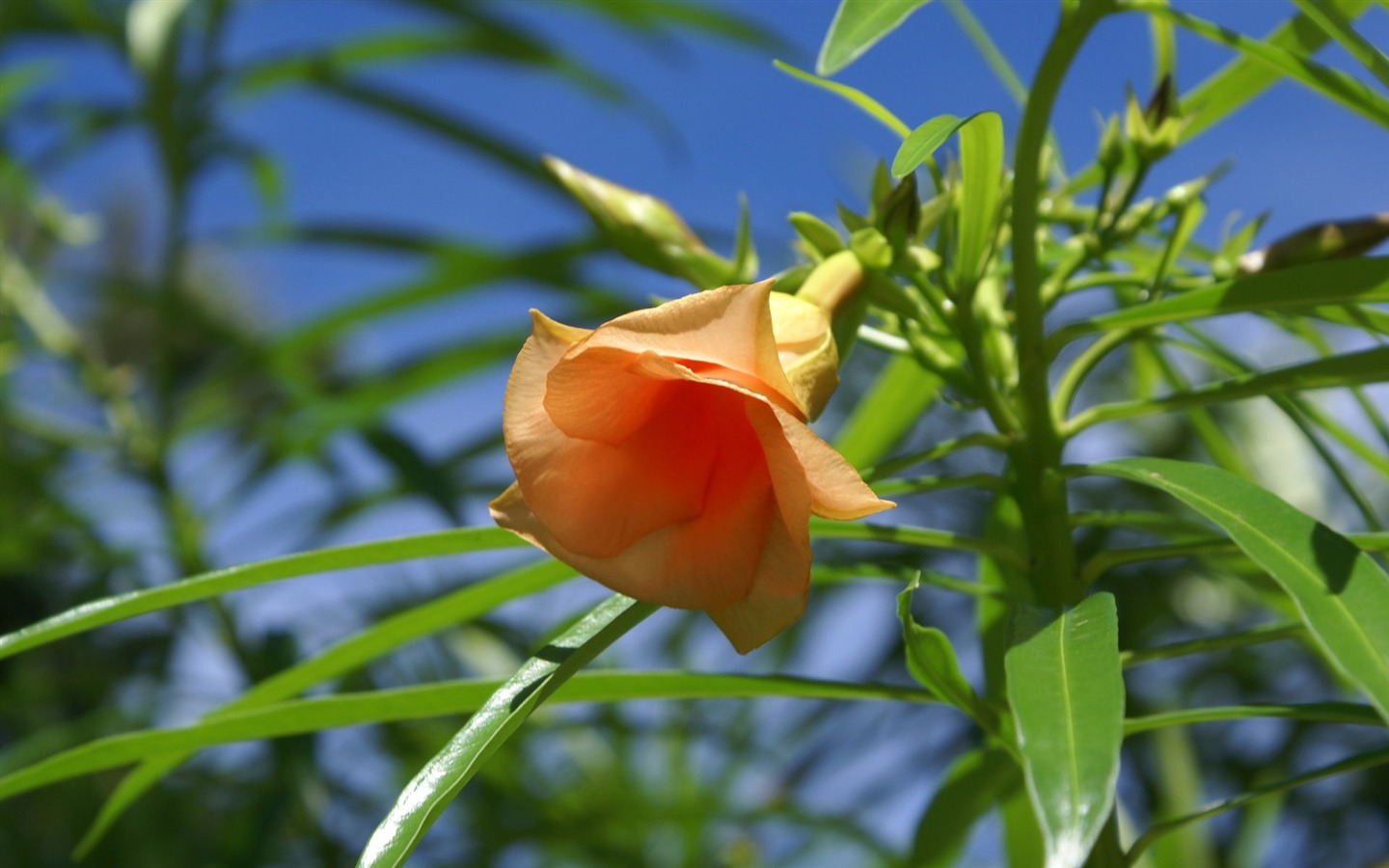 fondos de escritorio de flores con pantalla ancha de cerca (27) #7 - 1440x900