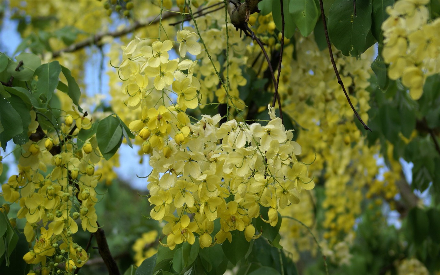 宽屏鲜花特写 壁纸(27)10 - 1440x900