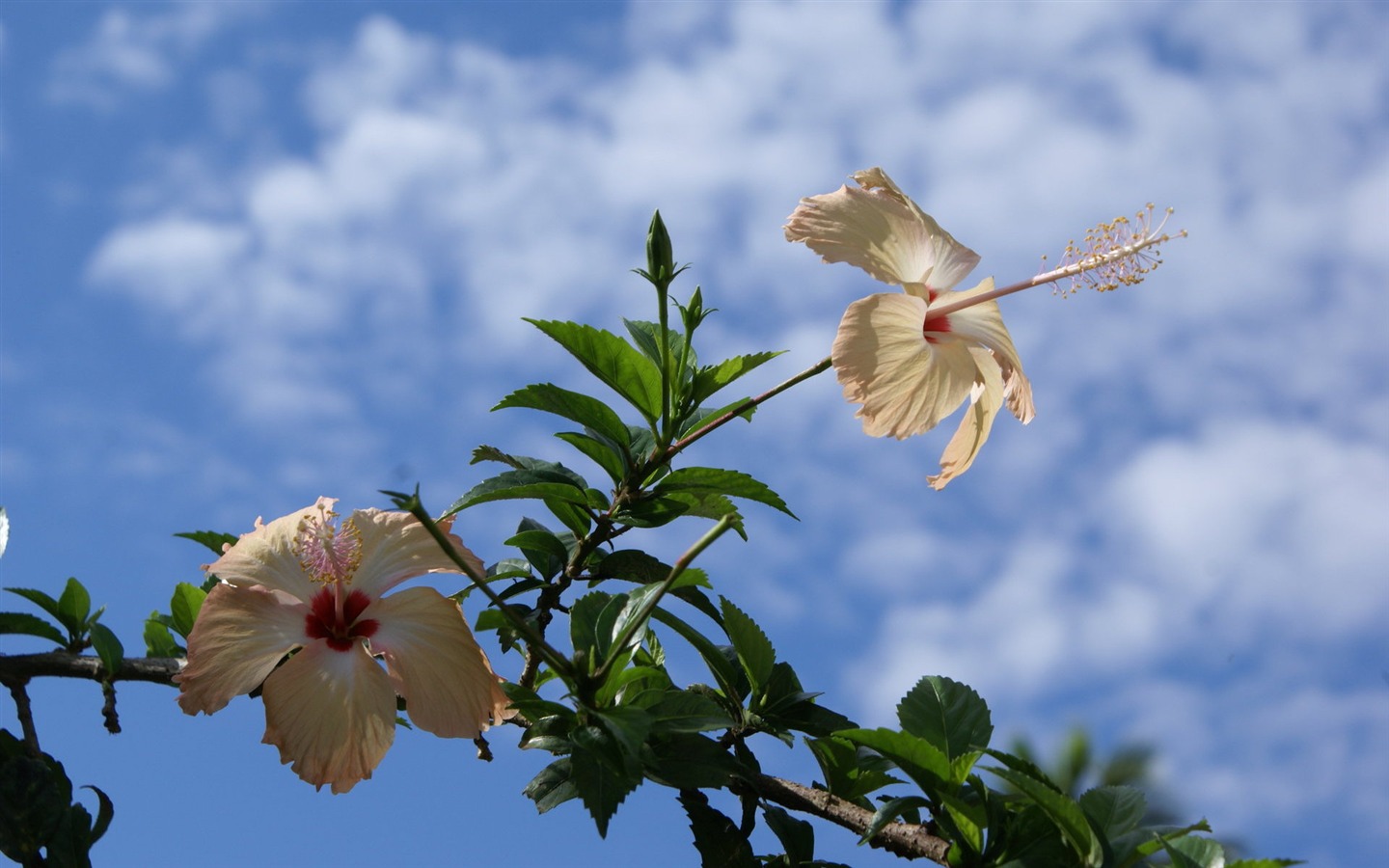 寬屏鮮花特寫 壁紙(28) #3 - 1440x900