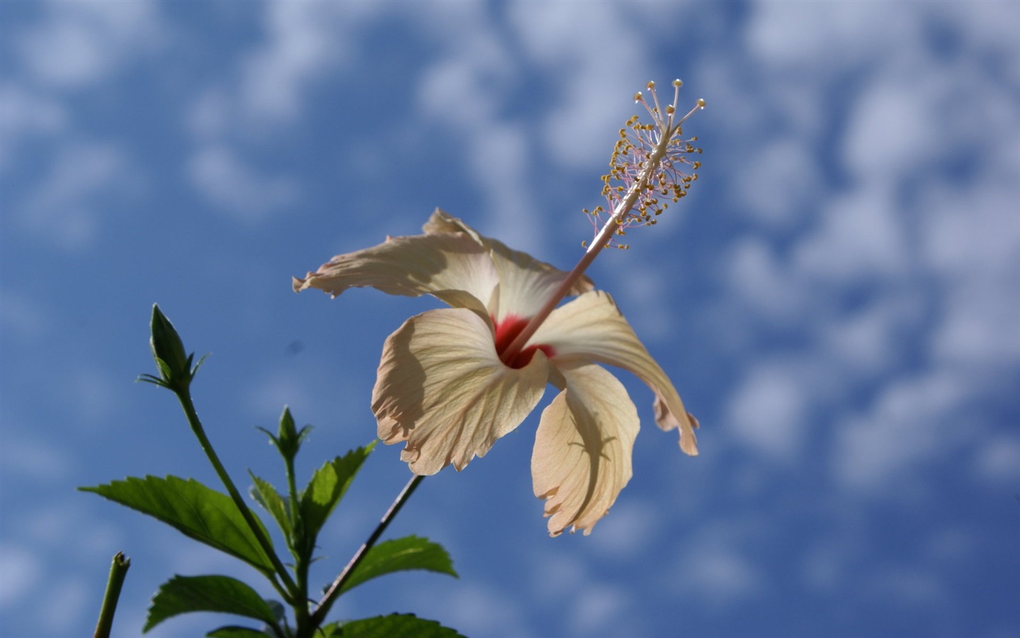 와이드 스크린 벽지의 꽃 가까이에서 (28)까지 #4 - 1440x900