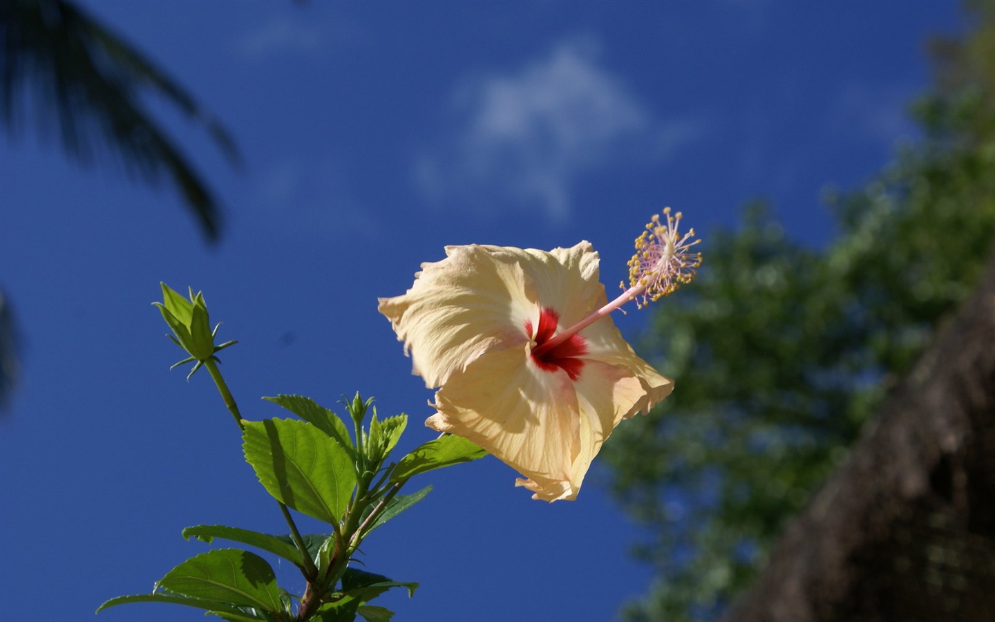 ワイドスクリーンの壁紙の花に近い(28)を開く #6 - 1440x900