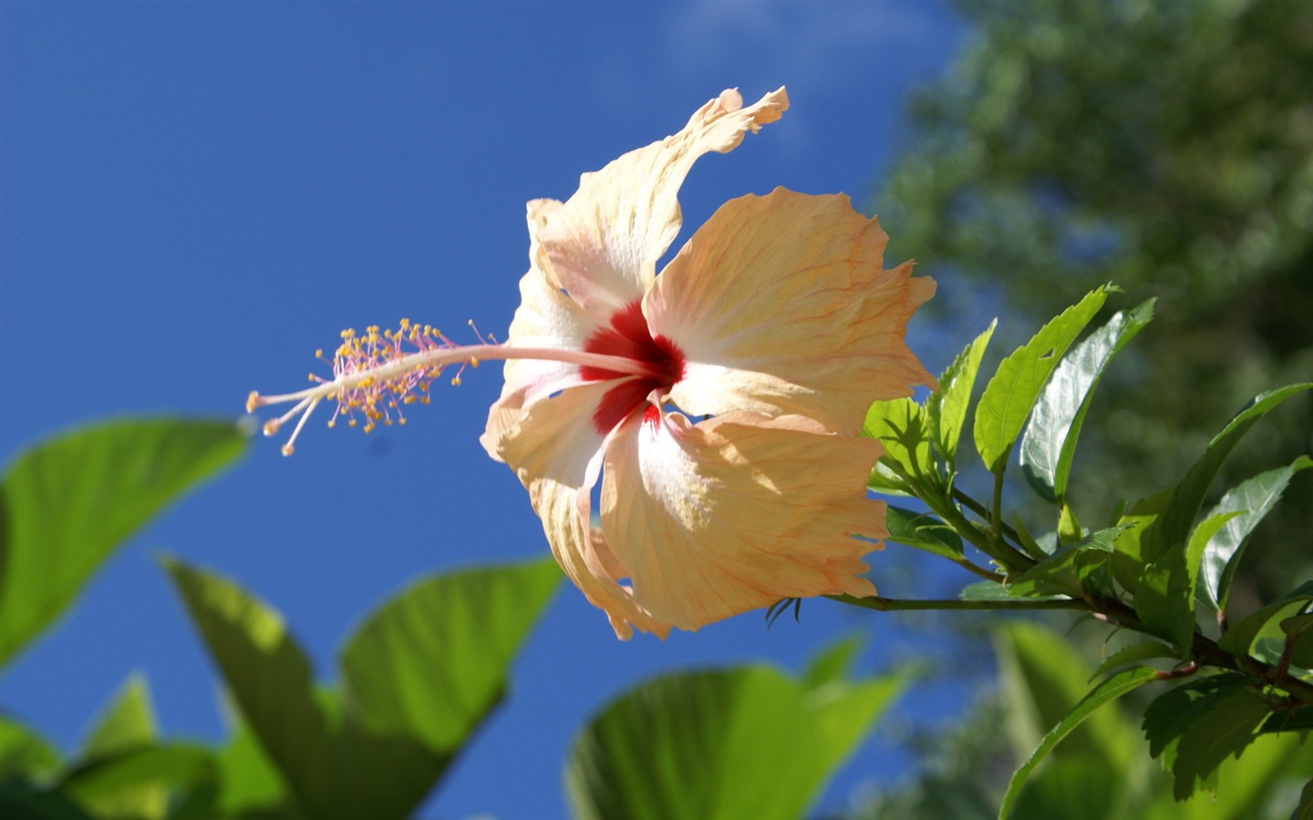 ワイドスクリーンの壁紙の花に近い(28)を開く #8 - 1440x900