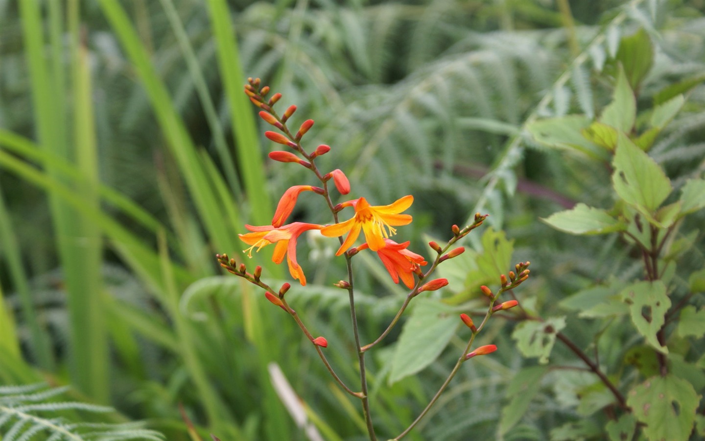 Widescreen wallpaper flowers close-up (28) #16 - 1440x900