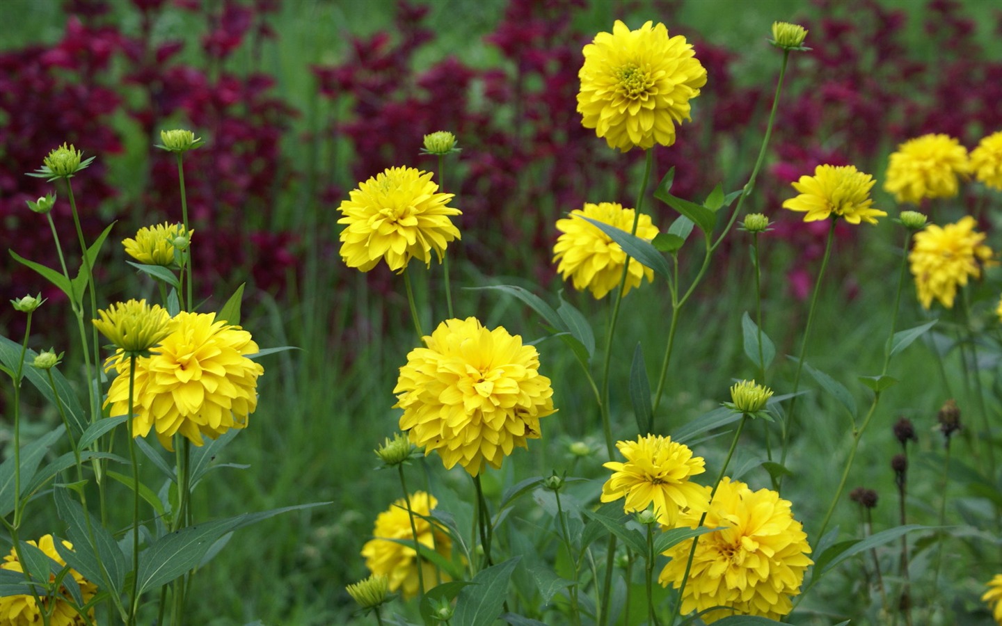 Widescreen wallpaper flowers close-up (29) #1 - 1440x900