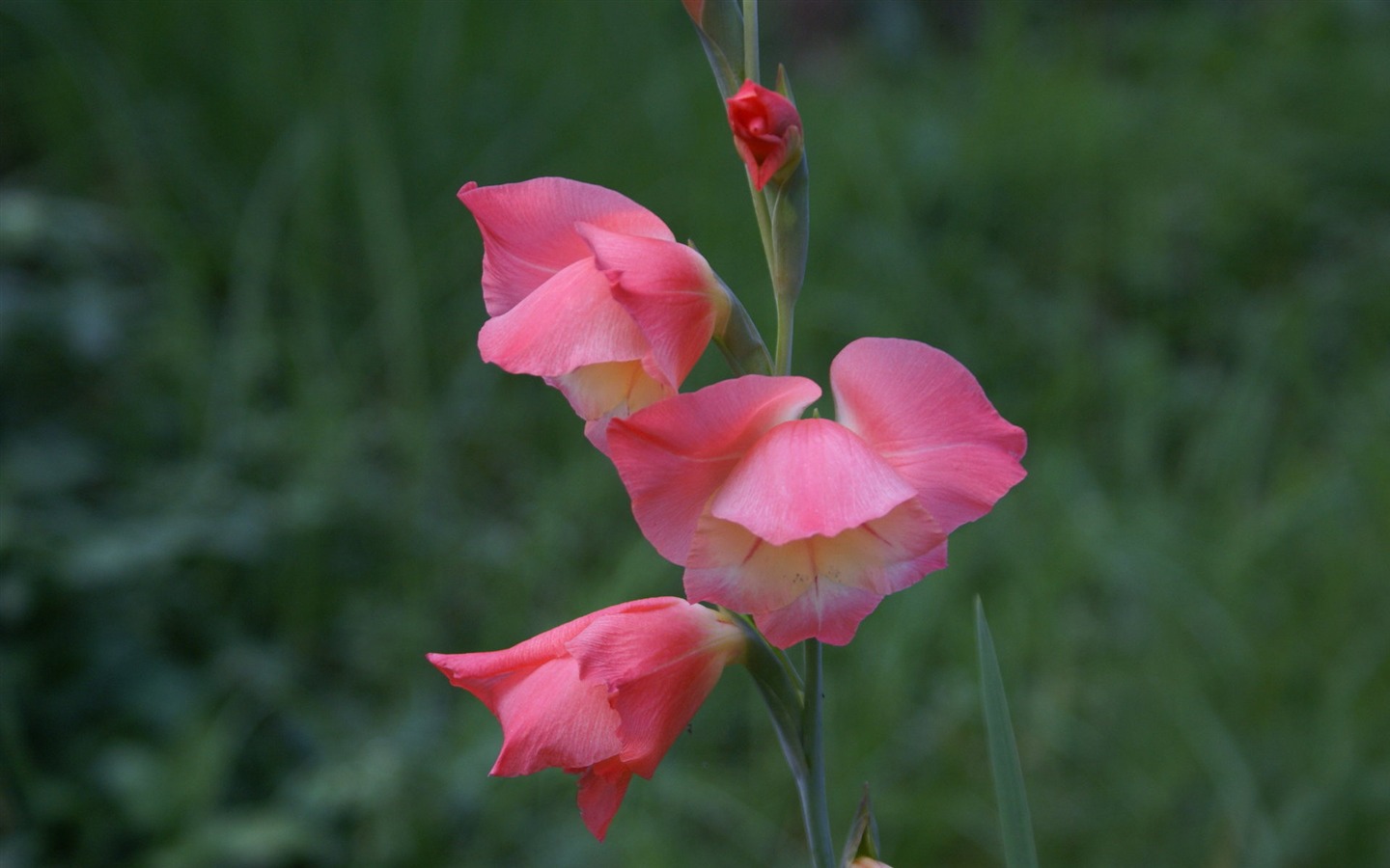 Widescreen wallpaper flowers close-up (29) #7 - 1440x900