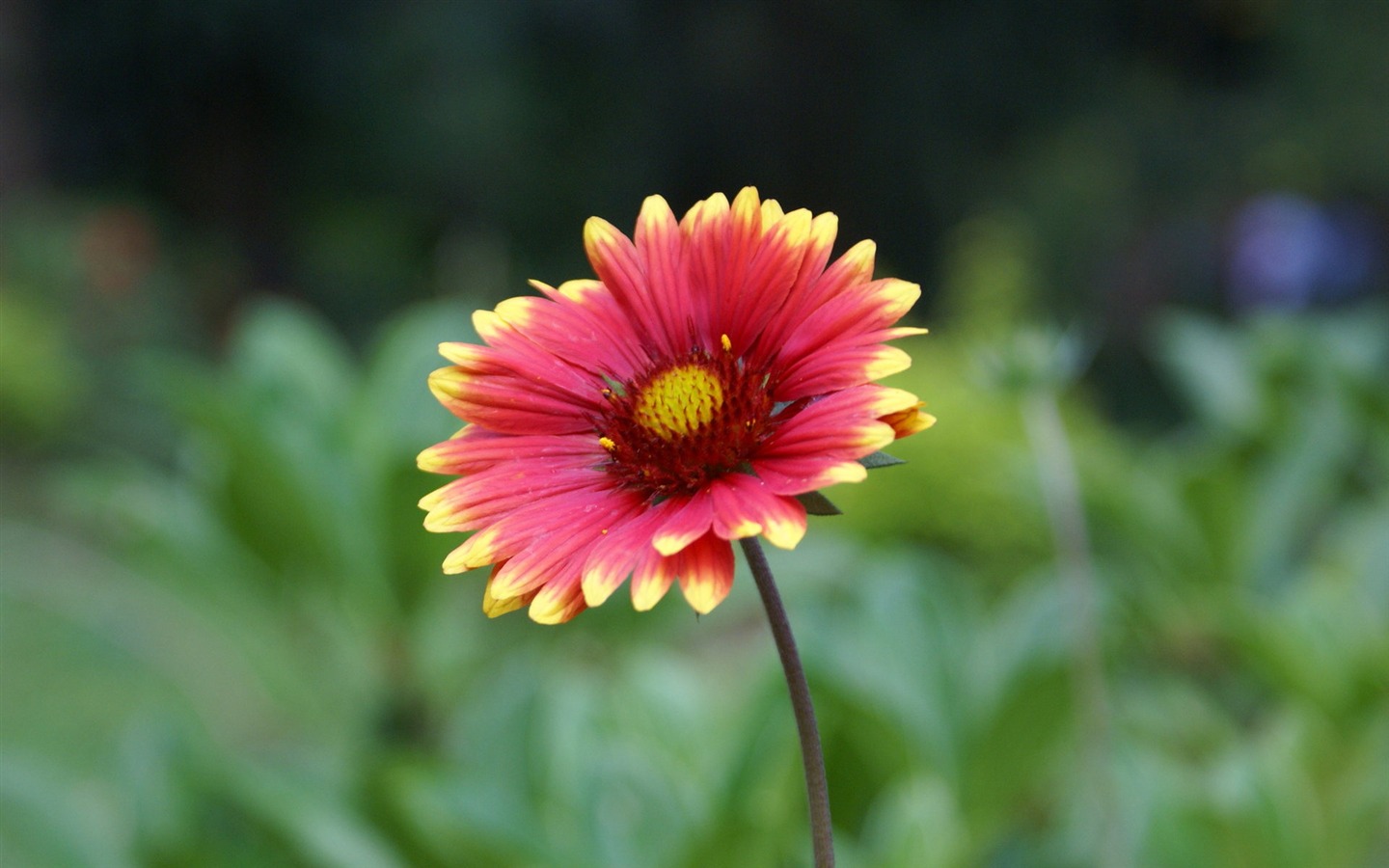 Widescreen wallpaper flowers close-up (30) #1 - 1440x900