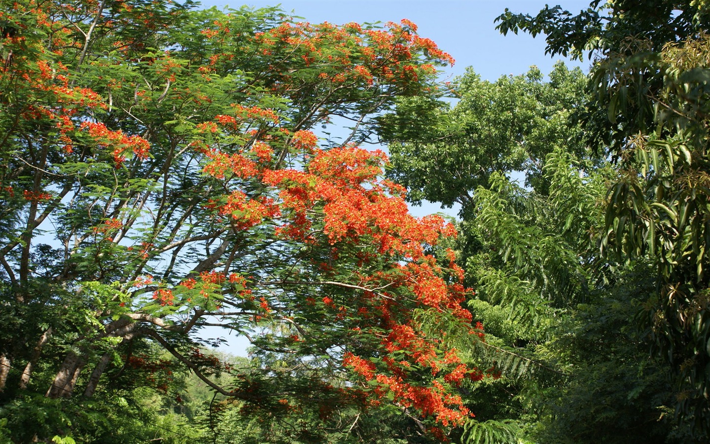 宽屏鲜花特写 壁纸(30)14 - 1440x900