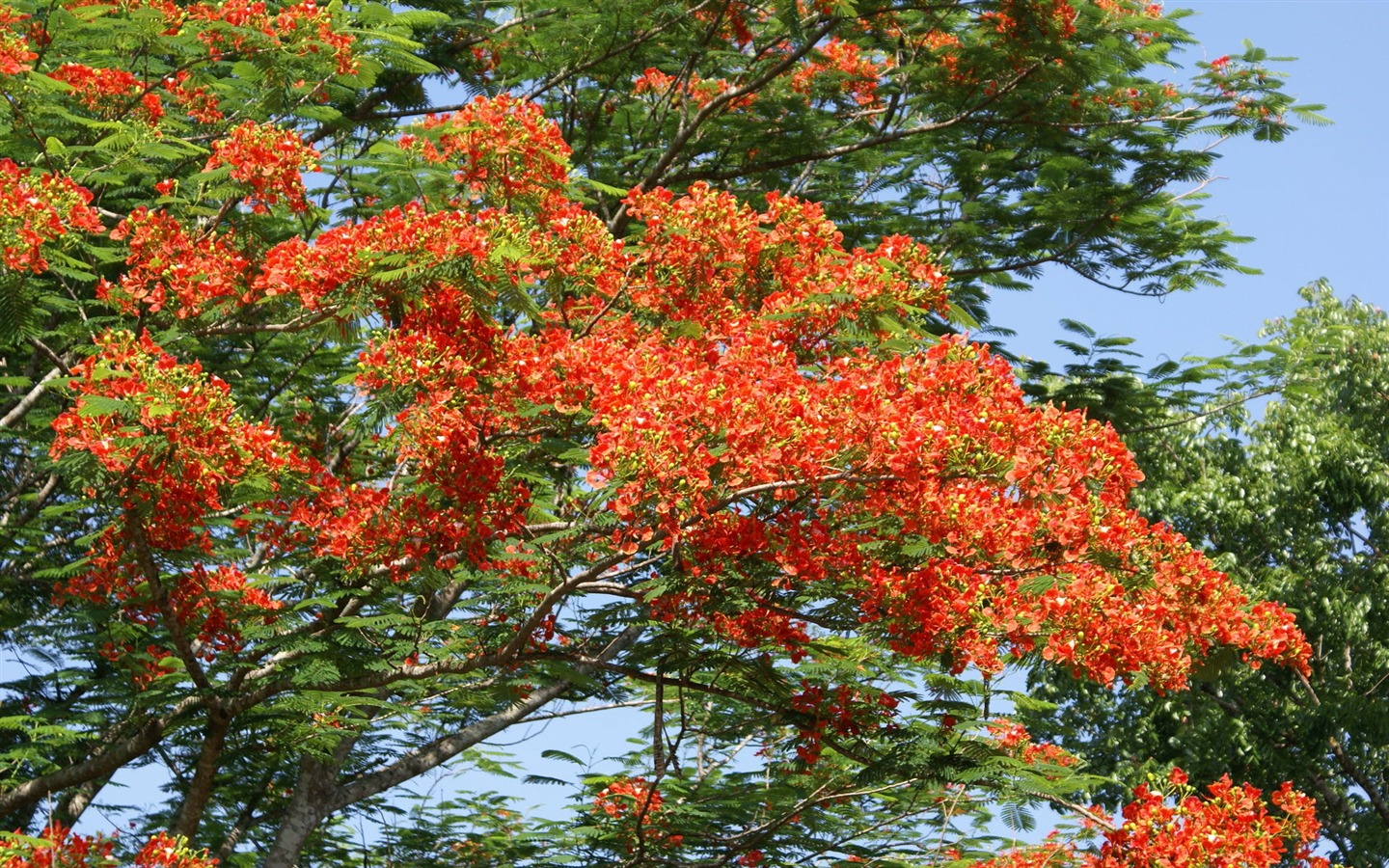 寬屏鮮花特寫 壁紙(30) #15 - 1440x900