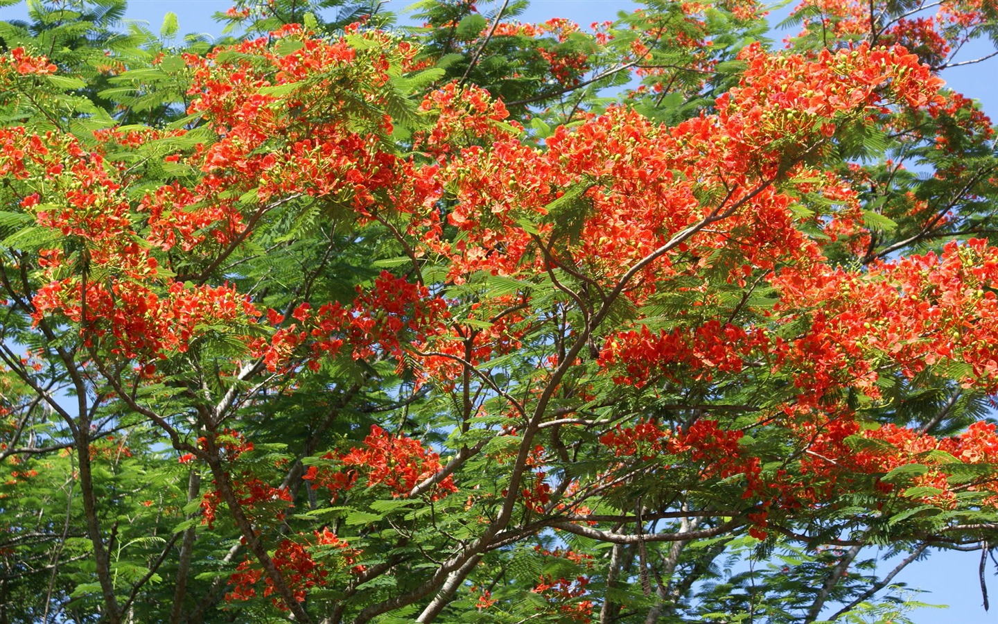 寬屏鮮花特寫 壁紙(30) #16 - 1440x900