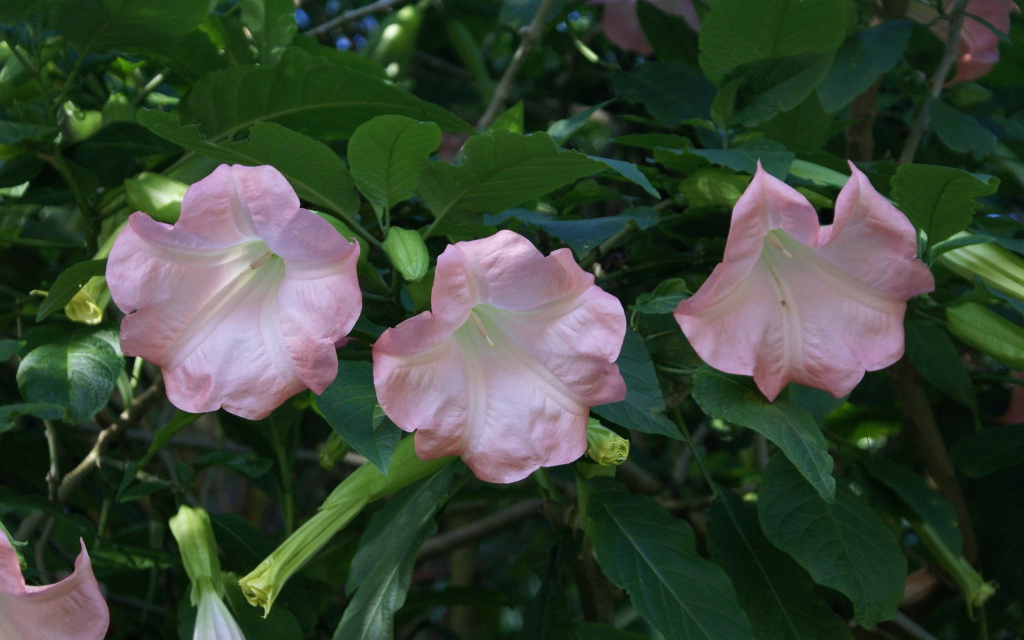 Widescreen wallpaper flowers close-up (30) #19 - 1440x900