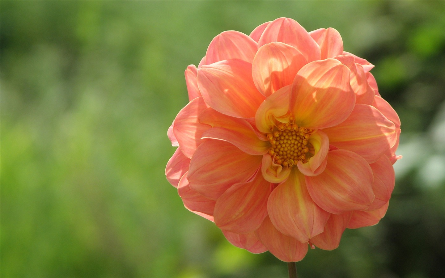 Dahlia flowers HD wallpaper (1) #12 - 1440x900