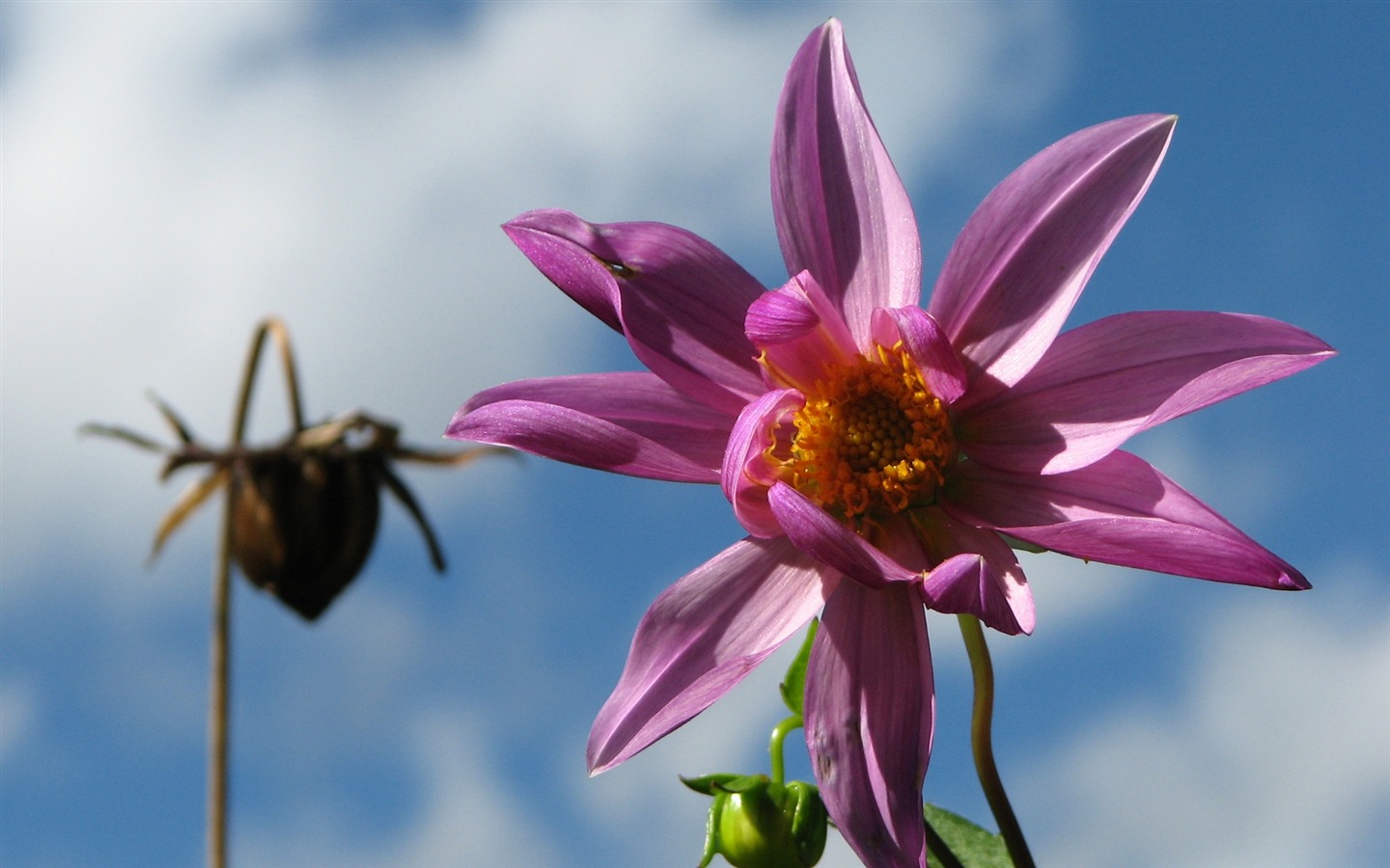 Dahlia Blumen HD Wallpaper (2) #11 - 1440x900