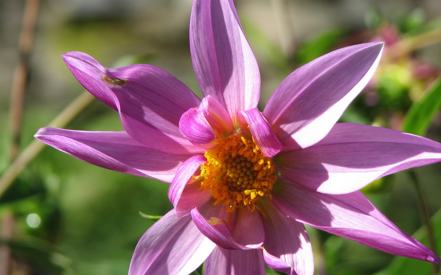 Dahlia 大麗花 高清壁紙(二) #12 - 1440x900