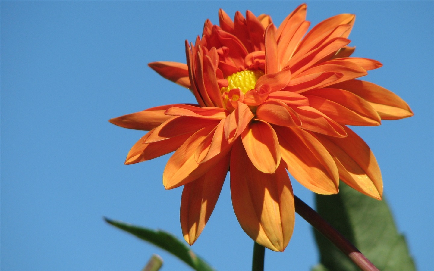 Dahlia 大麗花 高清壁紙(二) #14 - 1440x900