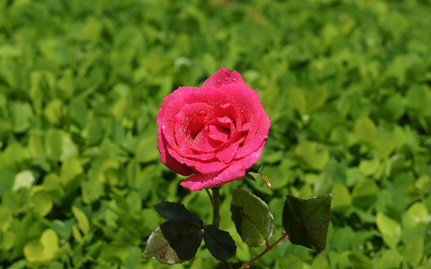 Rose Foto tapety (9) #17 - 1440x900
