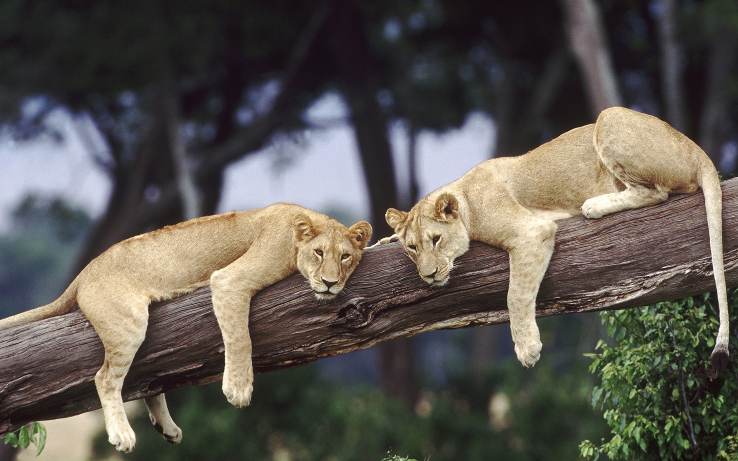 Animal Widescreen Wallpapers Collection (25) #9 - 1440x900