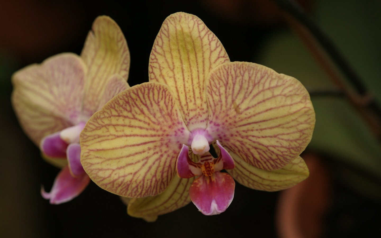 Orchidej tapety foto (1) #3 - 1440x900