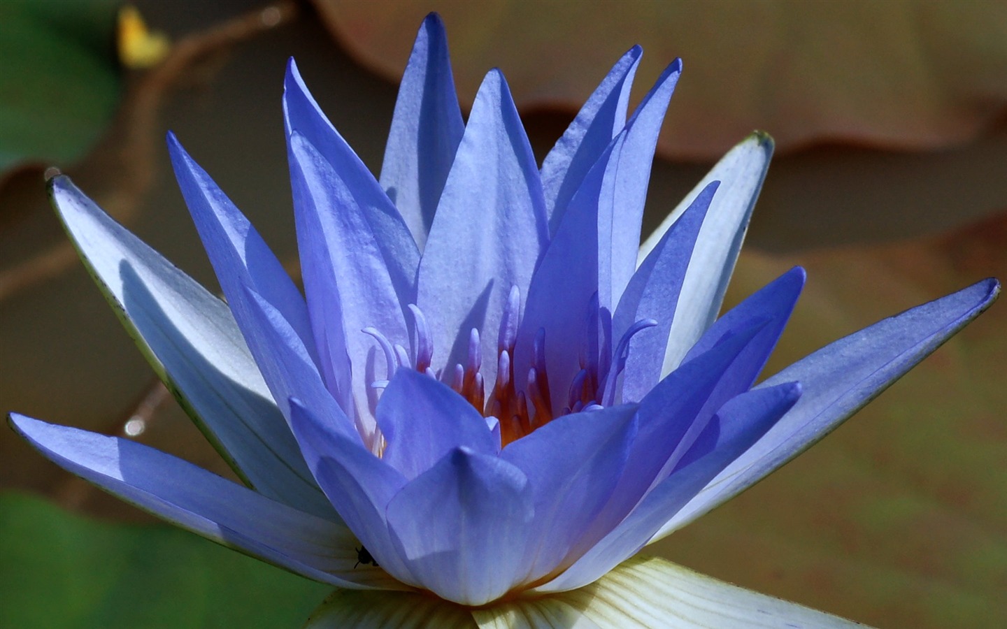 图片素材 : 花卉, 公园, 开花植物, 花瓣, 粉, 神圣的莲花, 水生植物, 莲花家族, 厂, 植物学, 荷花, 植物茎, 蛋白质, 维管 ...