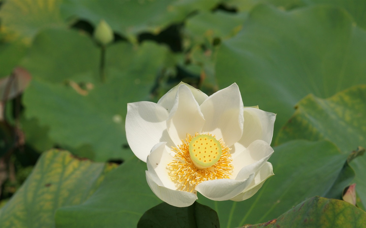 蓮花寫真 壁紙(一) #20 - 1440x900