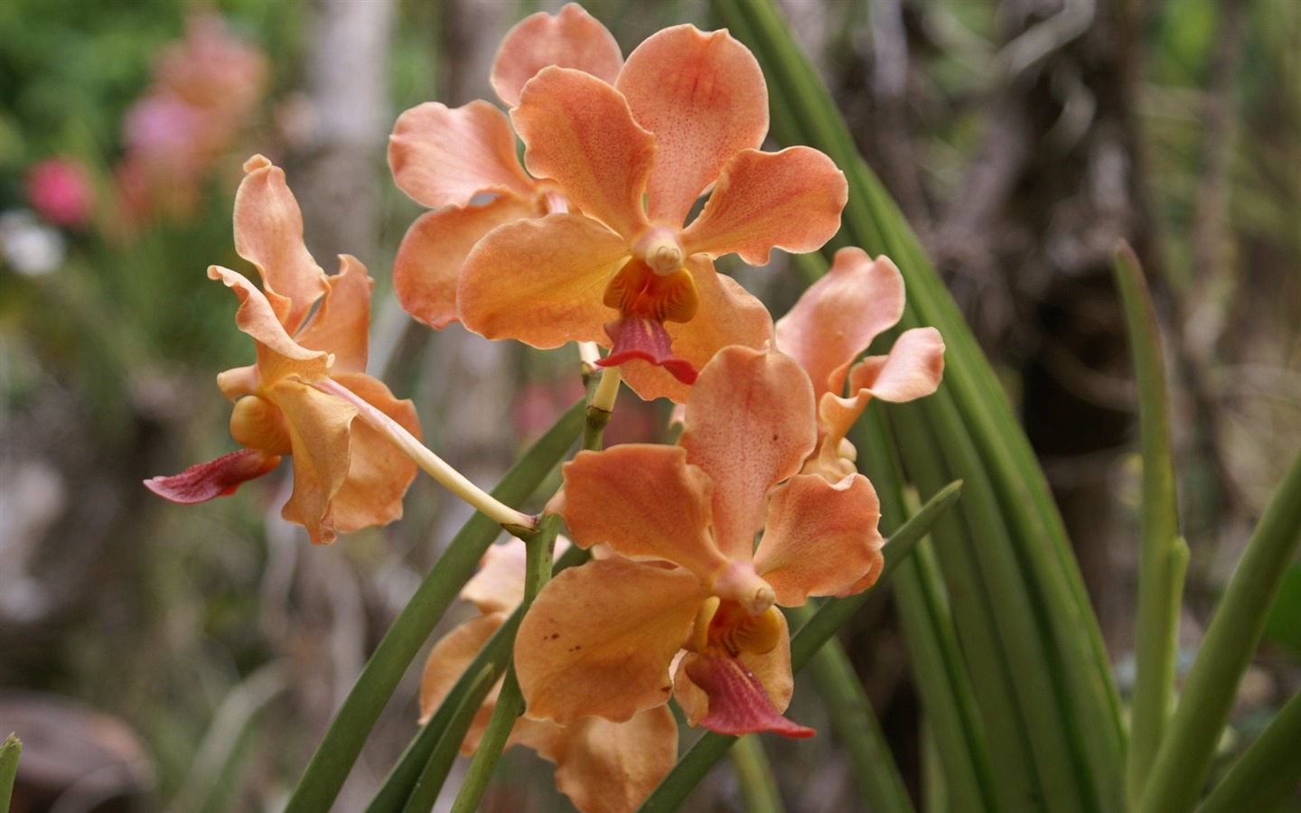 Orquídea foto de fondo de pantalla (2) #3 - 1440x900